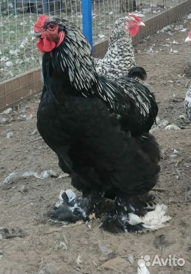 Петух брама