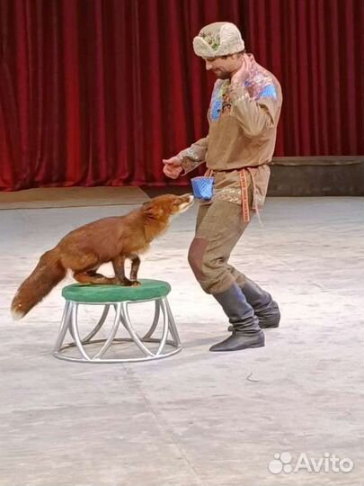 Цирк Уголок Дурова