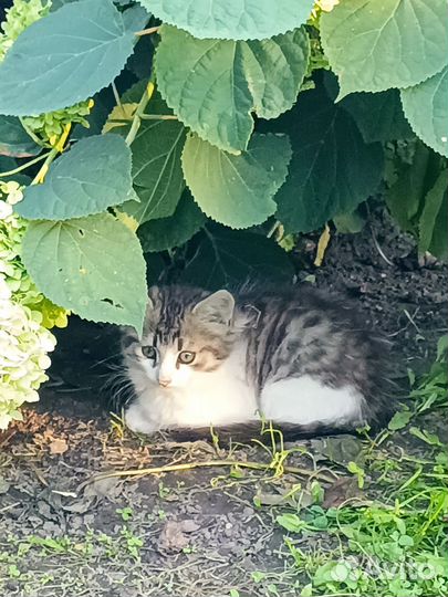 Котики бесплатно в добрые руки