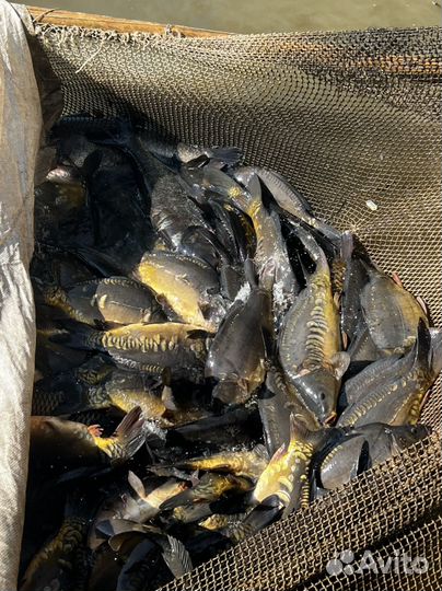 Карп живой опт