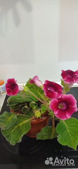 Цветы глоксиния