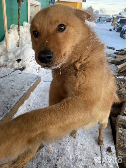 Вязка. Карело-финская лайка
