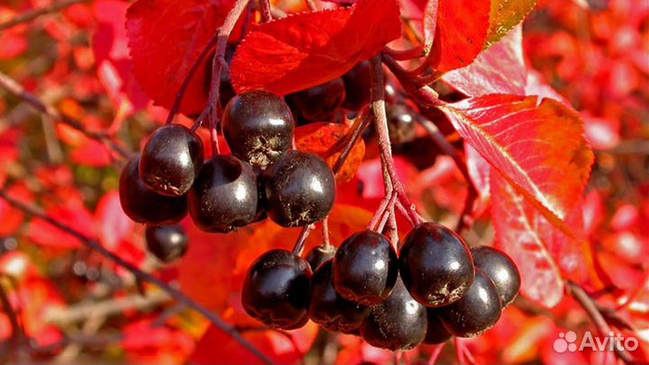 Саженцы черноплодной рябины, арония