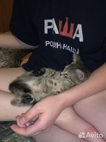 Домашний котенок