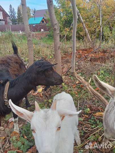 Коза с козочками