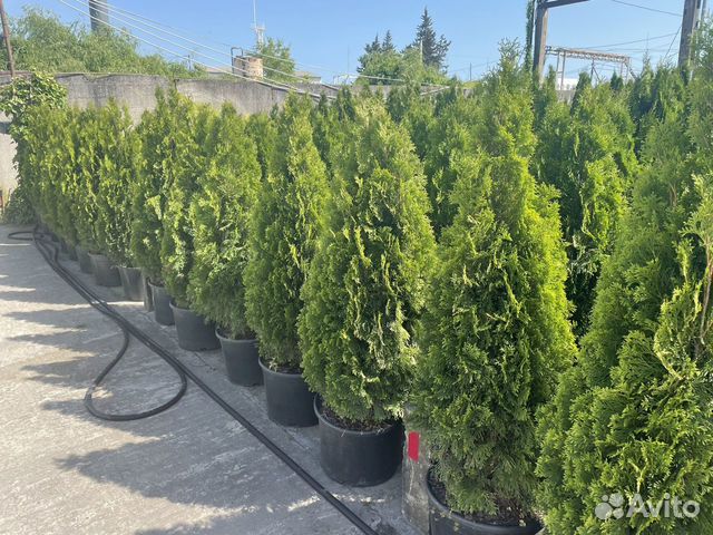 Туя Смарагд пышная голландия