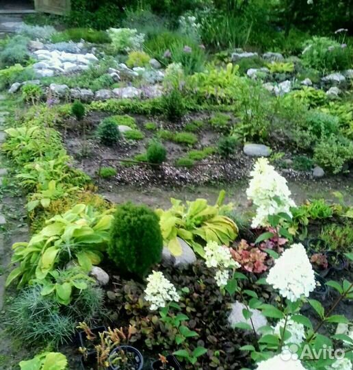 Многолетние растения