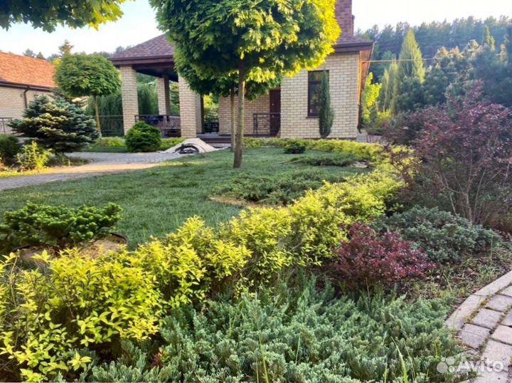 Укладка рулонного газона - 100 мятлик