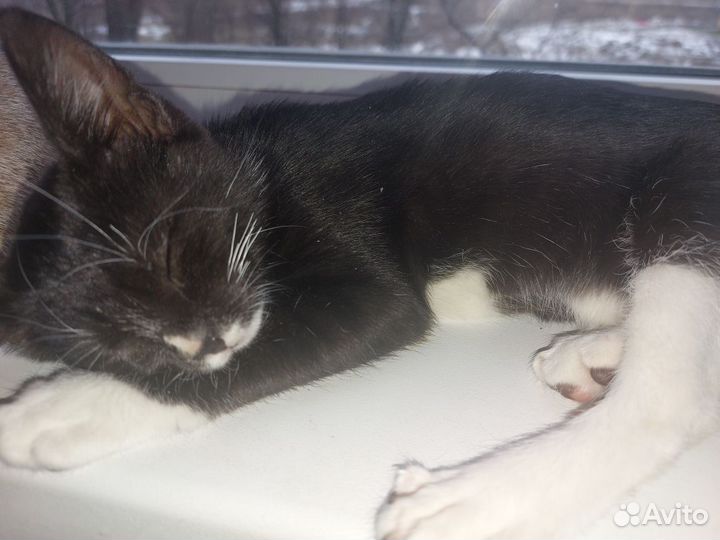 Кошечка 3 мес