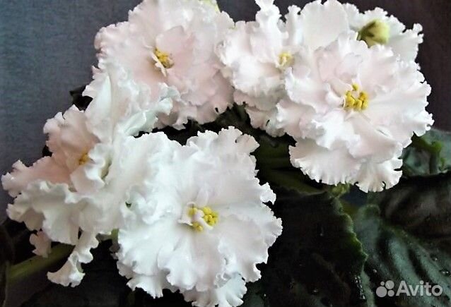 Сортовые фиалки набор 3 вида