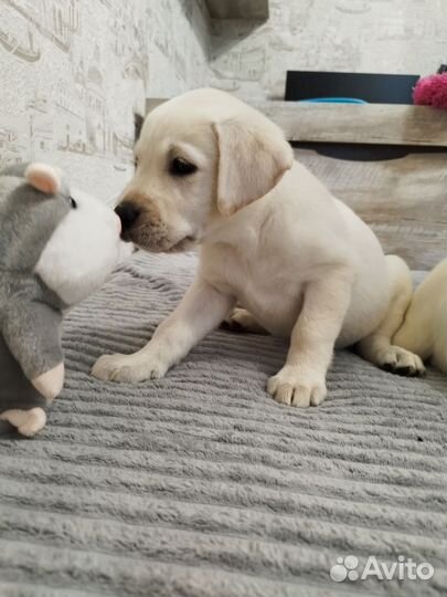 Лабрадор ретривер