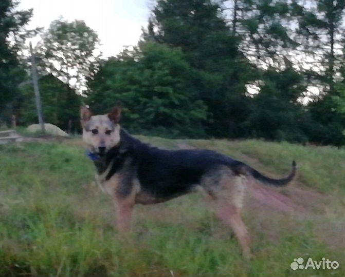 Метис овчарки