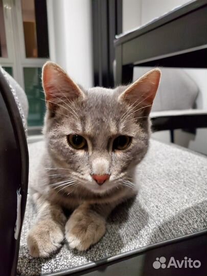 Котик в добрые руки