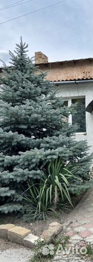 Ель голубая 3 метра