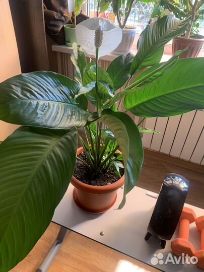 Спатифиллум