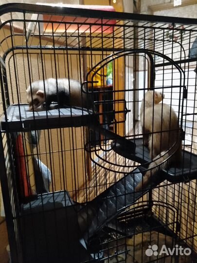 Хорек с клеткой