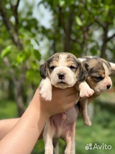 Щенки бигль