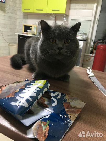 Британский кот