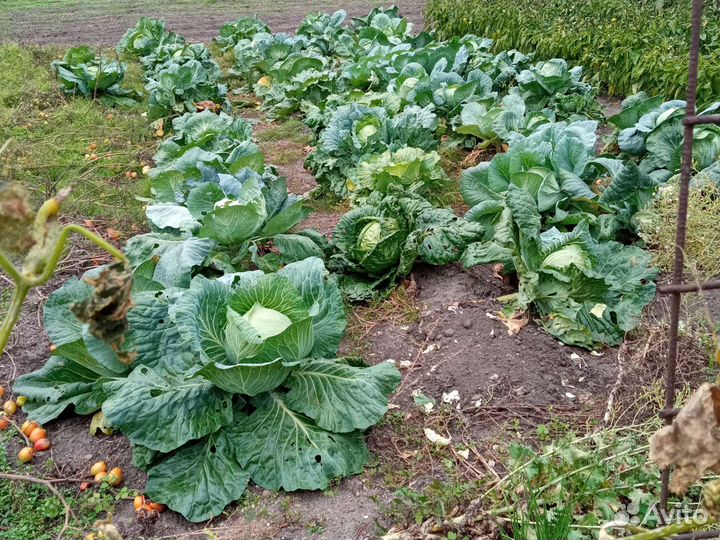 Овощи с доставкой