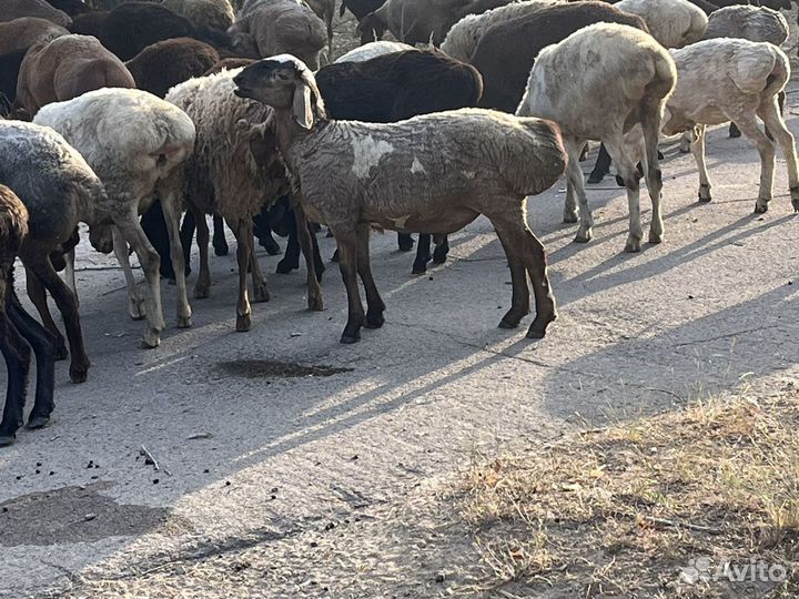 Бараны на племя, матки