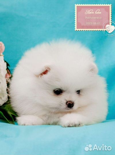 Шпицуля, маленькие мишутки