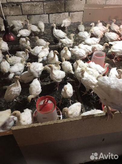 Индюшата Хайбрид Грейд Мейкер