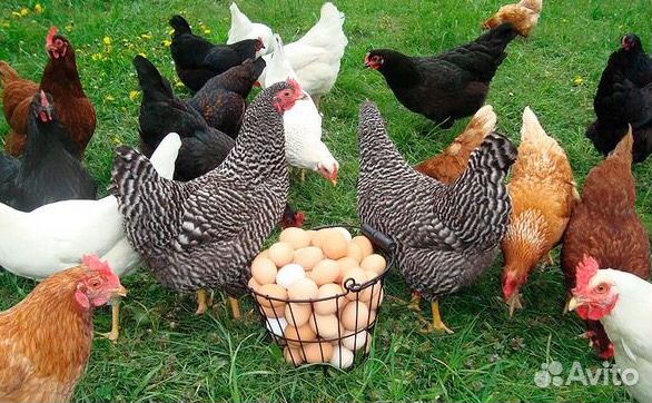 Куры молодки Яичного направления
