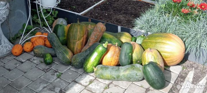 Продаю кабачки, цукини, патиссоны домашние