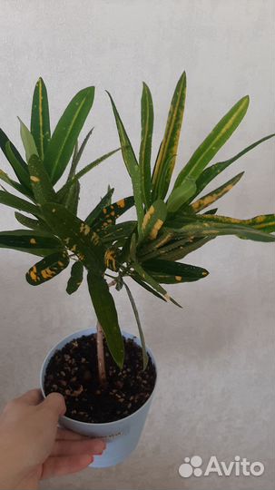 Кротон Sunny star