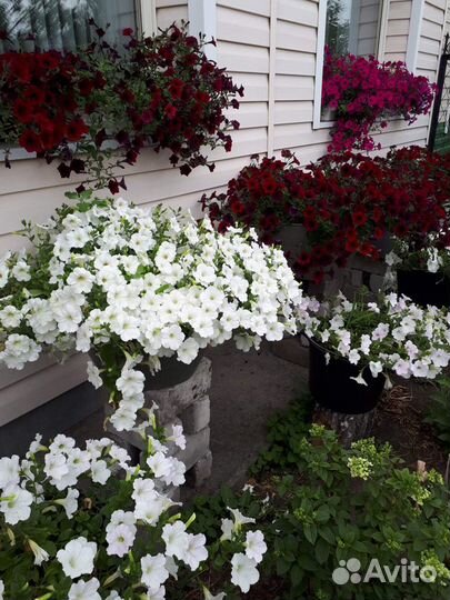 Рассада петуньи