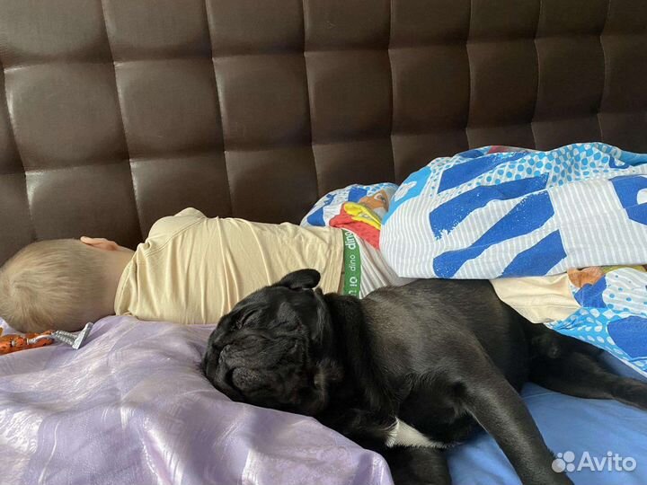 Мопс вязка мальчик