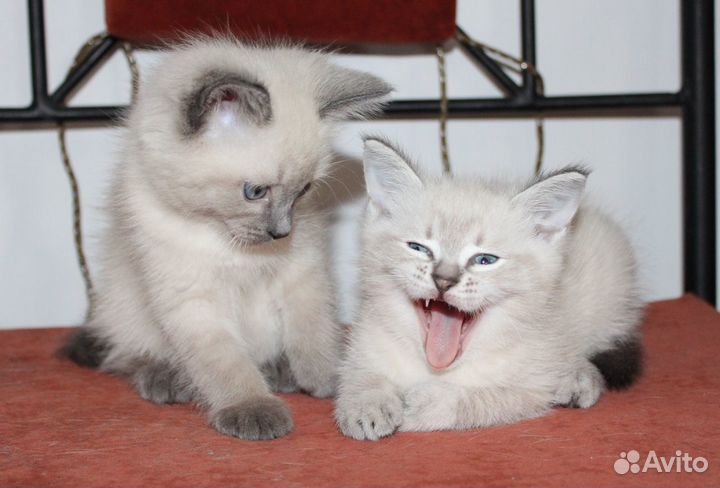 Котенок в дом