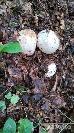 Гриб веселка