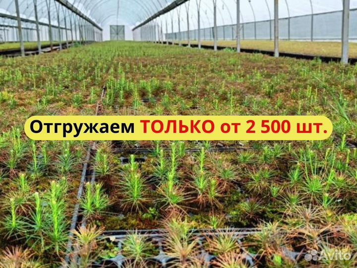 Саженцы ели европейской окс от производителя