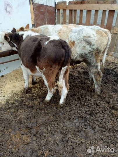 4 бычка 1 телка