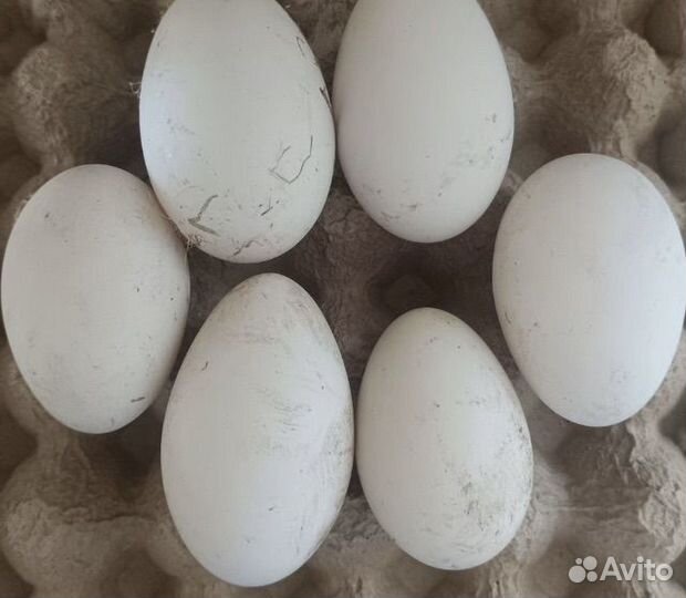 Гусиные инкубационные яйца