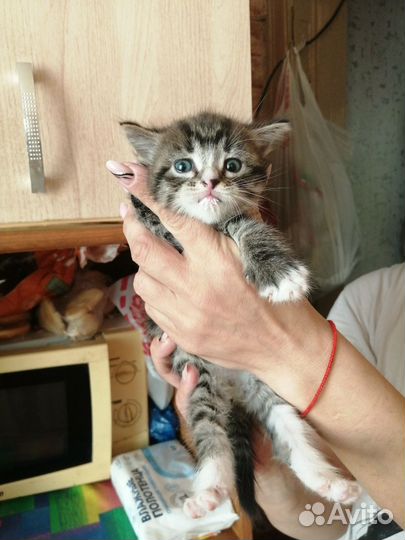 Котенок в дар бесплатно