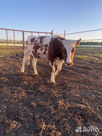 Айрширская телка