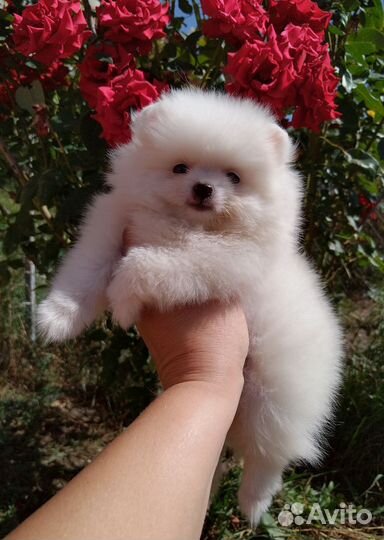 Померанский шпиц белые малыши