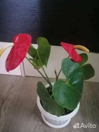 Красный антуриум