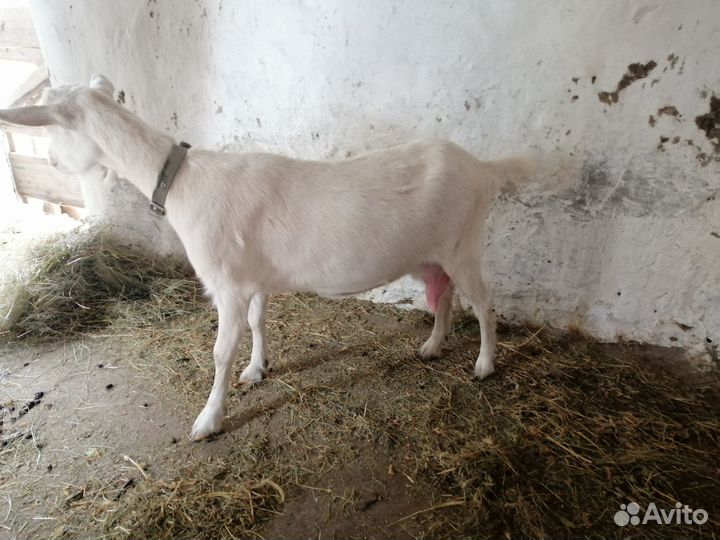 Продаю дойную козу