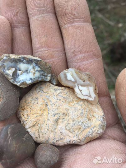 Сафари за Окаменелостями