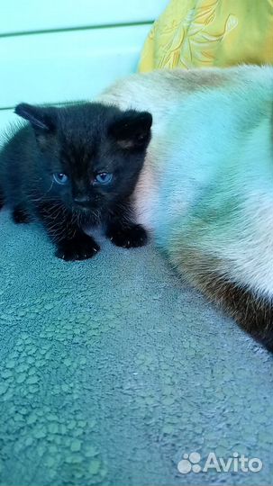 Черный котенок