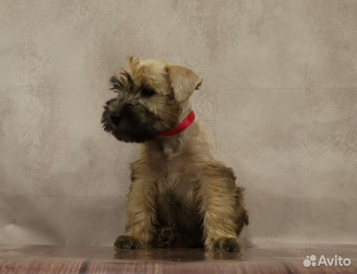 Ирландский мягкошерстный пшеничный терьер