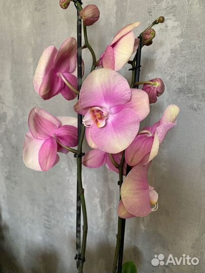 Сортовые орхидеи