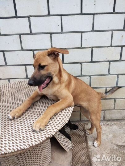 Щенок подросток в добрые руки