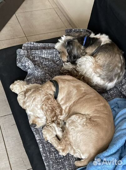 Передержка домашних животных