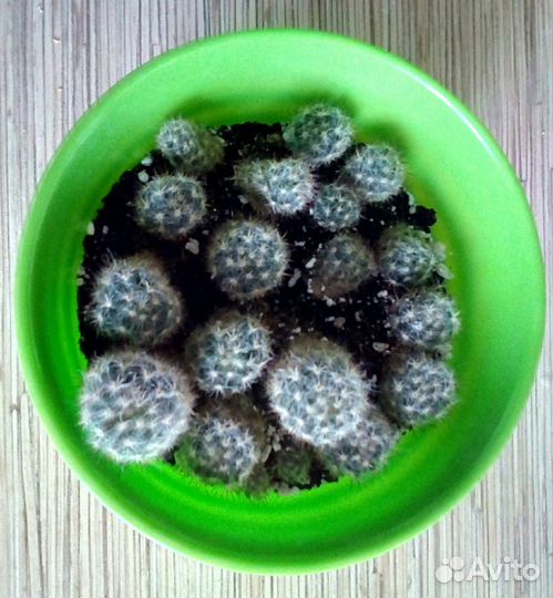 Кактусы