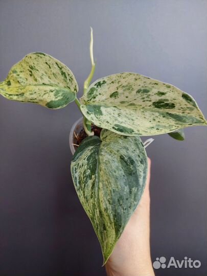 Сциндапсус