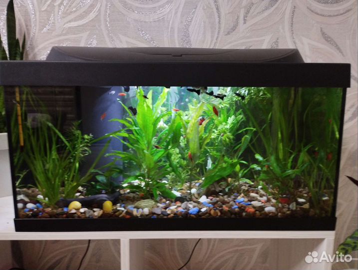 Аквариум